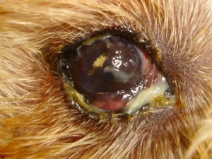 сухой кератоконъюнктивит у собаки, синдром сухого глаза у собаки