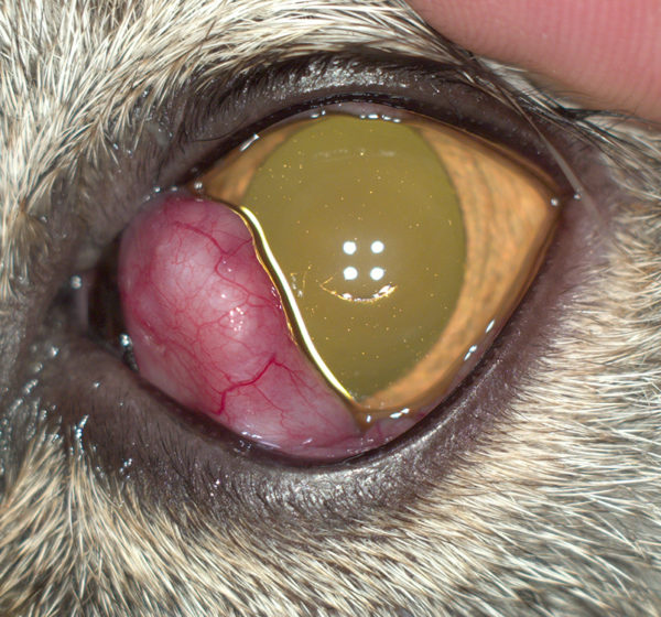 Пролапс (выпадение) слезной железы третьего века/Prolapse of third eyelid gland thumbnail