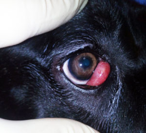выпадение слёзной железы у собаки, аденома, собака, удаление,припухлость, красная, красный глаз, 