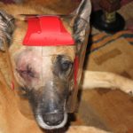 защита глаз, шлем для собак, слепая собака