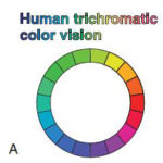 зрение человека, трихромат, опсин, цветное зрение,