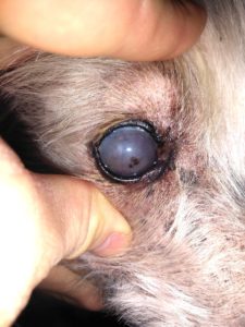 протезирование глаза собаке, удаление глаза собаке