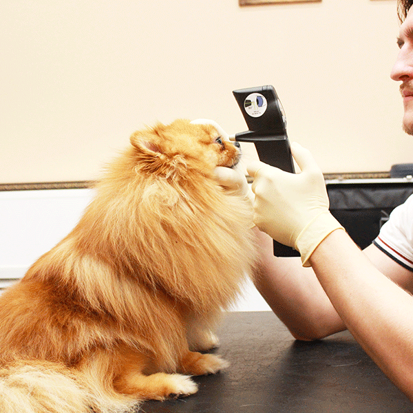 Глаукома у собак - Симптомы, лечение | Клиника Zoo-Vision Спб