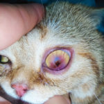 корнеальный секвестр у кошки, лечение секвестра, операция по удалению