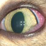 конъюнктивит у кошки, ветеринар офтальмолог санкт-петербург, глазной доктор спб, ветеринар по глазам питер