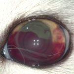 кошку побили, ударили в глаз, в глазу кровь, не видит глазом