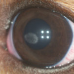 белые пятна на глазах у собаки, ветеринар офтальмолог ястребов олег владимирович