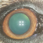 глаз собаки, здоровые глаза