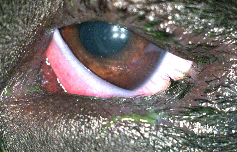 1 2 для чего шарпеям подшивают глаза