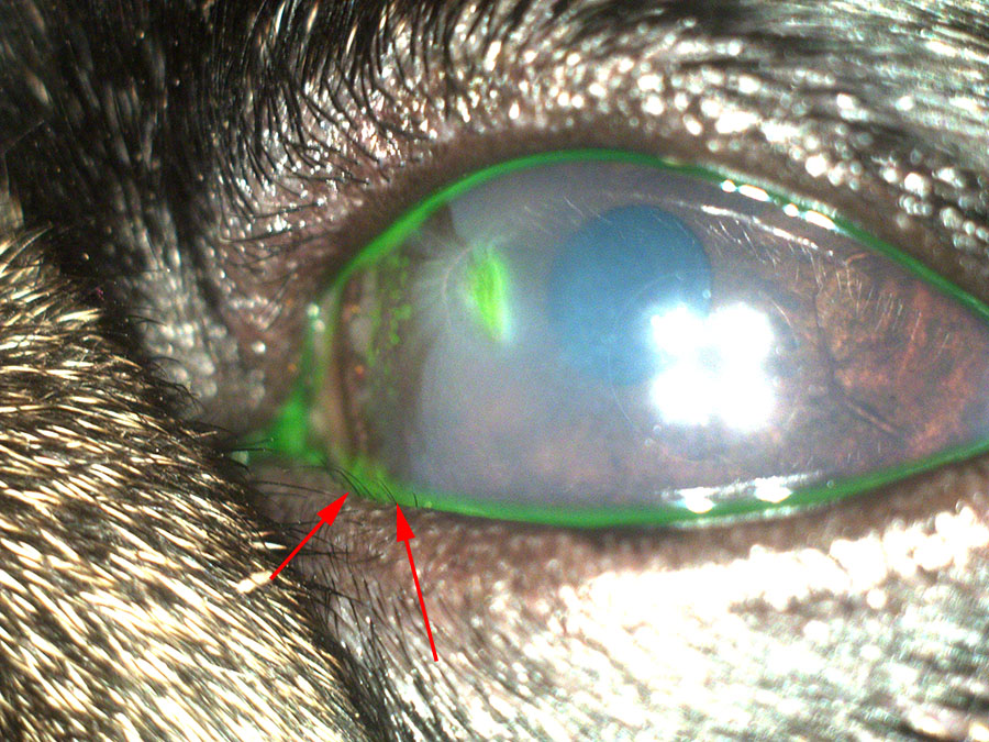 Язва роговицы у собаки • Zoo-Vision Ветеринарная офтальмология