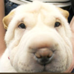 Заворот век у щенка, операция щенку в клинике Zoo-vision, Спб