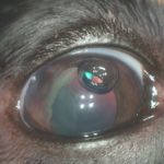 операция на глазу у собаки