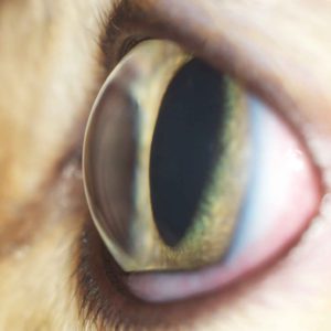 роговица глаза у кошки