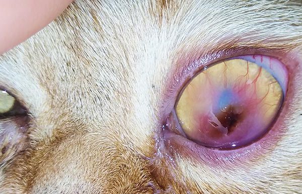 Секвестр у кошки, лечение глаз животных в клинике Zoo-vision, Спб