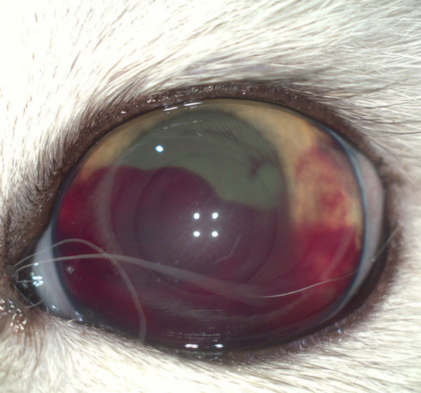 Травмы и повреждения глаз у животных. Что нужно и чего нельзя делать? thumbnail