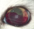 Лечение травмы глаза у кошки, клиника Zoo-vision, Спб