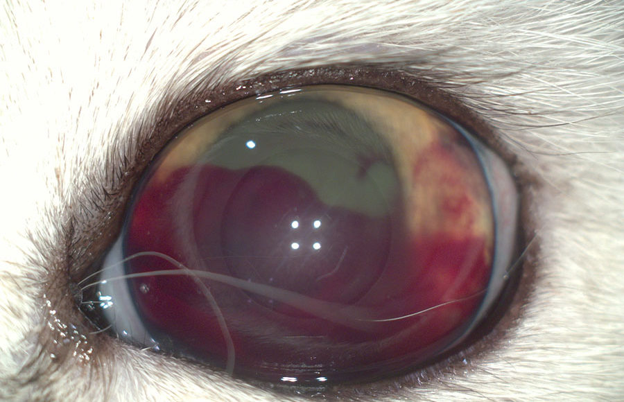 Лечение травмы глаза у кошки, клиника Zoo-vision, Спб