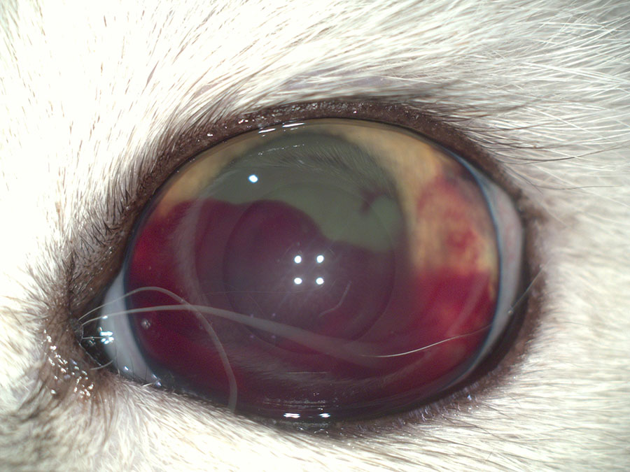 Контузия глаза у кошки. Внутриглазное кровоизлияние, временная слепота.