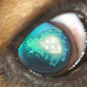 хирургия катаракты собаке спб